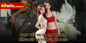 Trực tiếp đá gà Campuchia